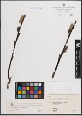 Foto von Salix caprea L.